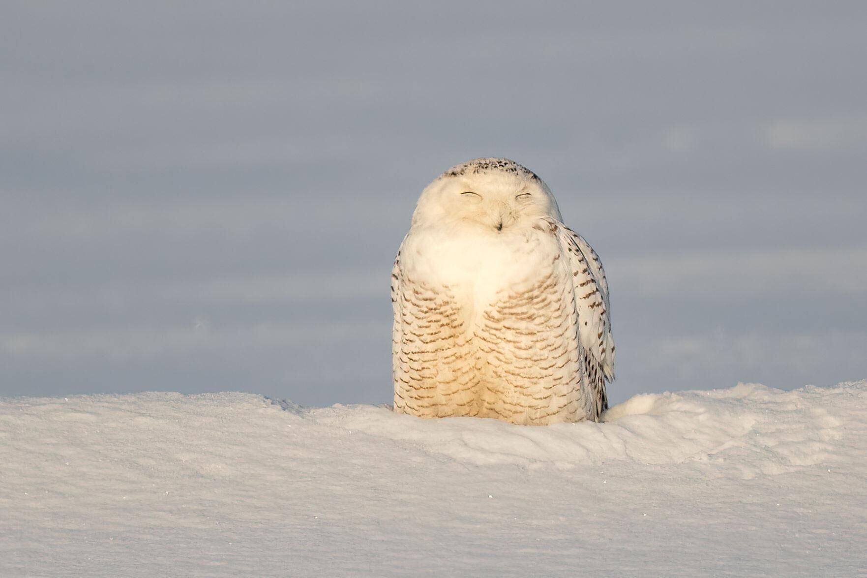 Snowy Owl Lake Monona